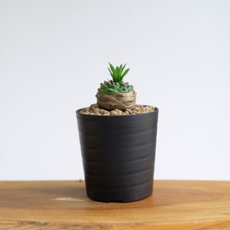 ユーフォルビア オベサ×鉄甲丸 / Euphorbia obesa×bupleurifolia / KN1501