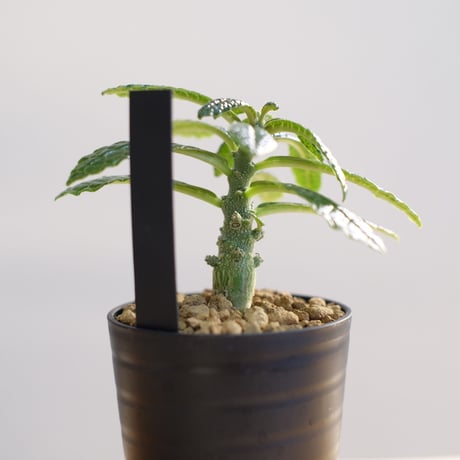 ドルステニア ギガス / Dorstenia gigas