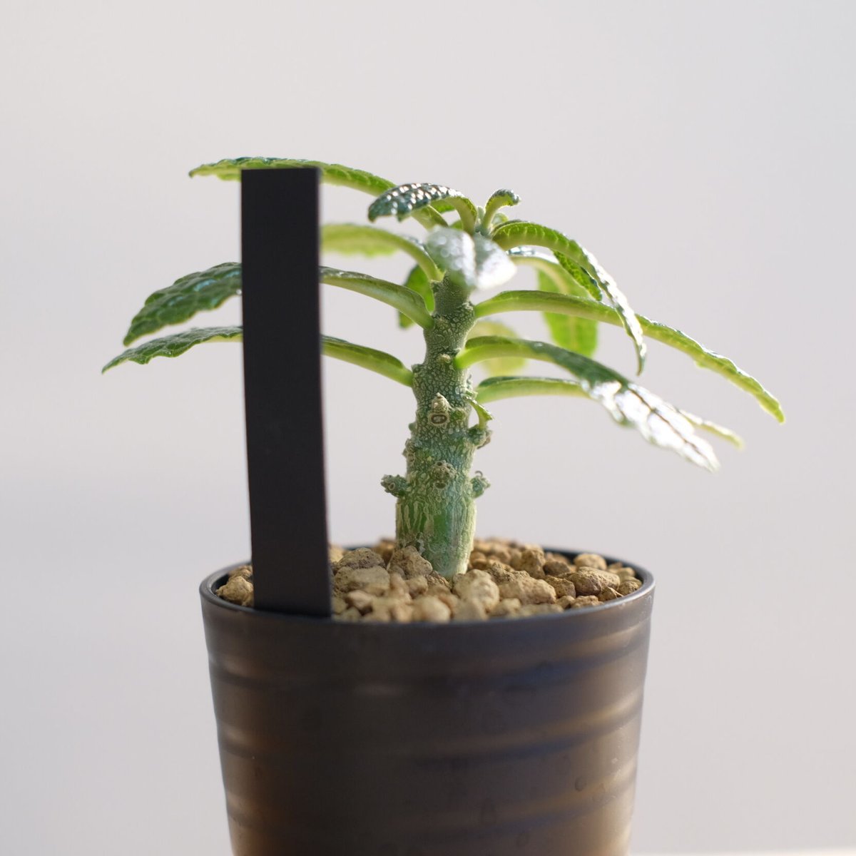 ドルステニア ギガス / Dorstenia gigas | 塊根植物 小苗専門店