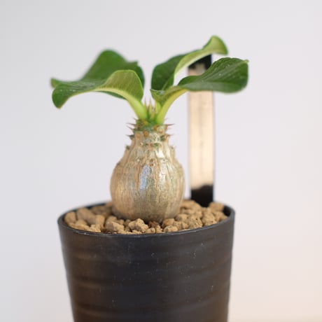 パキポディウム ウィンゾリー / Pachypodium Windsorii