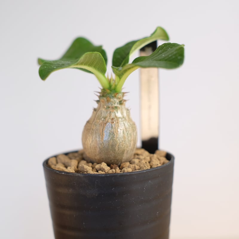 パキポディウム ウィンゾリー / Pachypodium Windsorii | 塊根