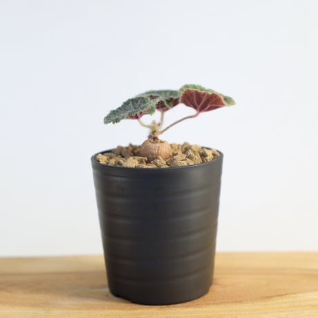 ペラルゴニウム バークリー / Pelargonium barklyi
