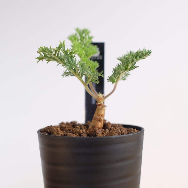 ペラルゴニウム トリステ / Pelargonium triste / KN1209 | 塊根