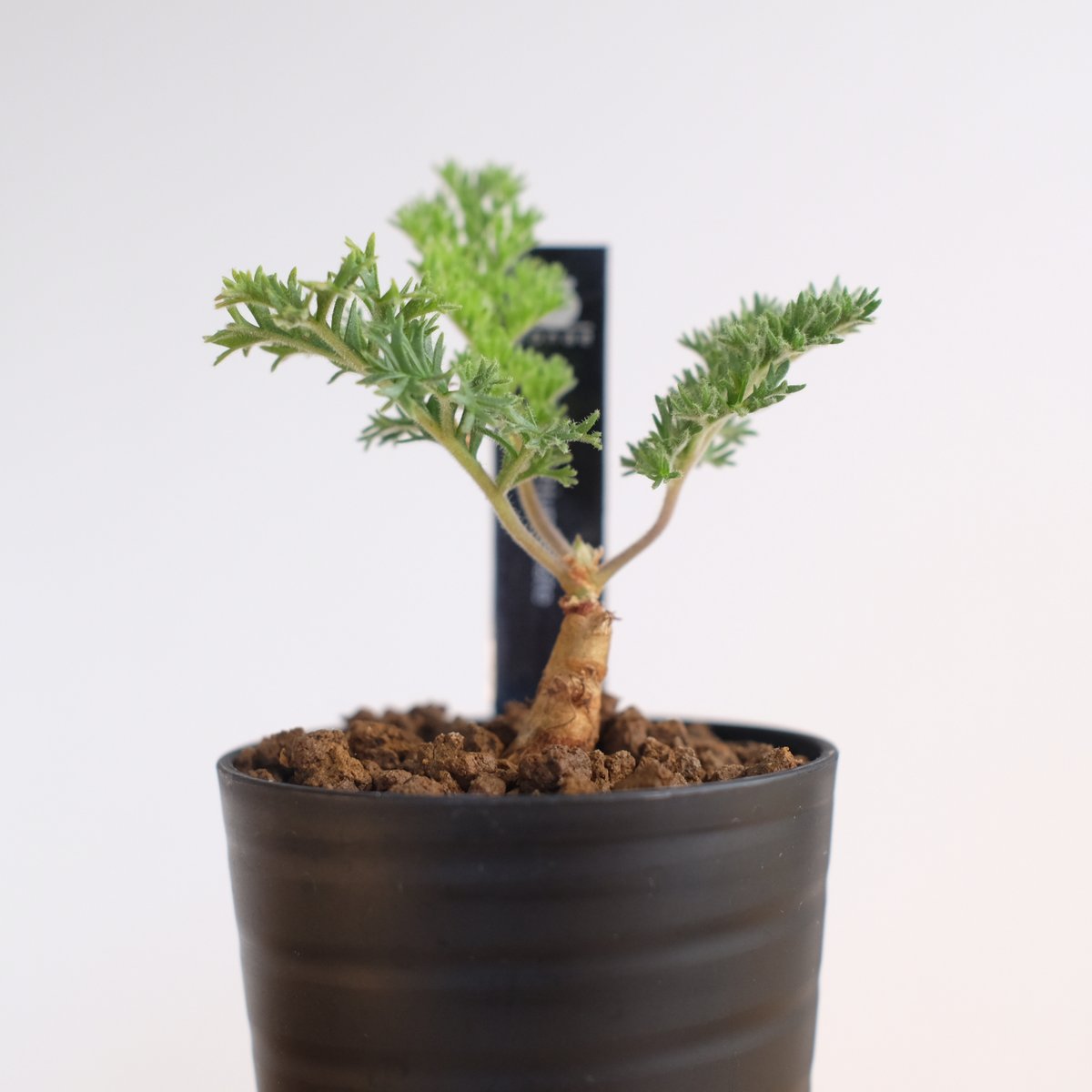 ペラルゴニウム トリステ / Pelargonium triste / KN1209 | 塊根