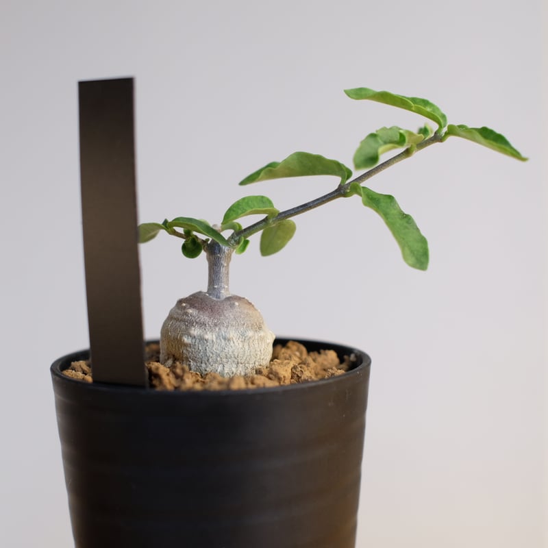 フォッケア エデュリス / Fockea edulis | 塊根植物 小苗専門店 konae