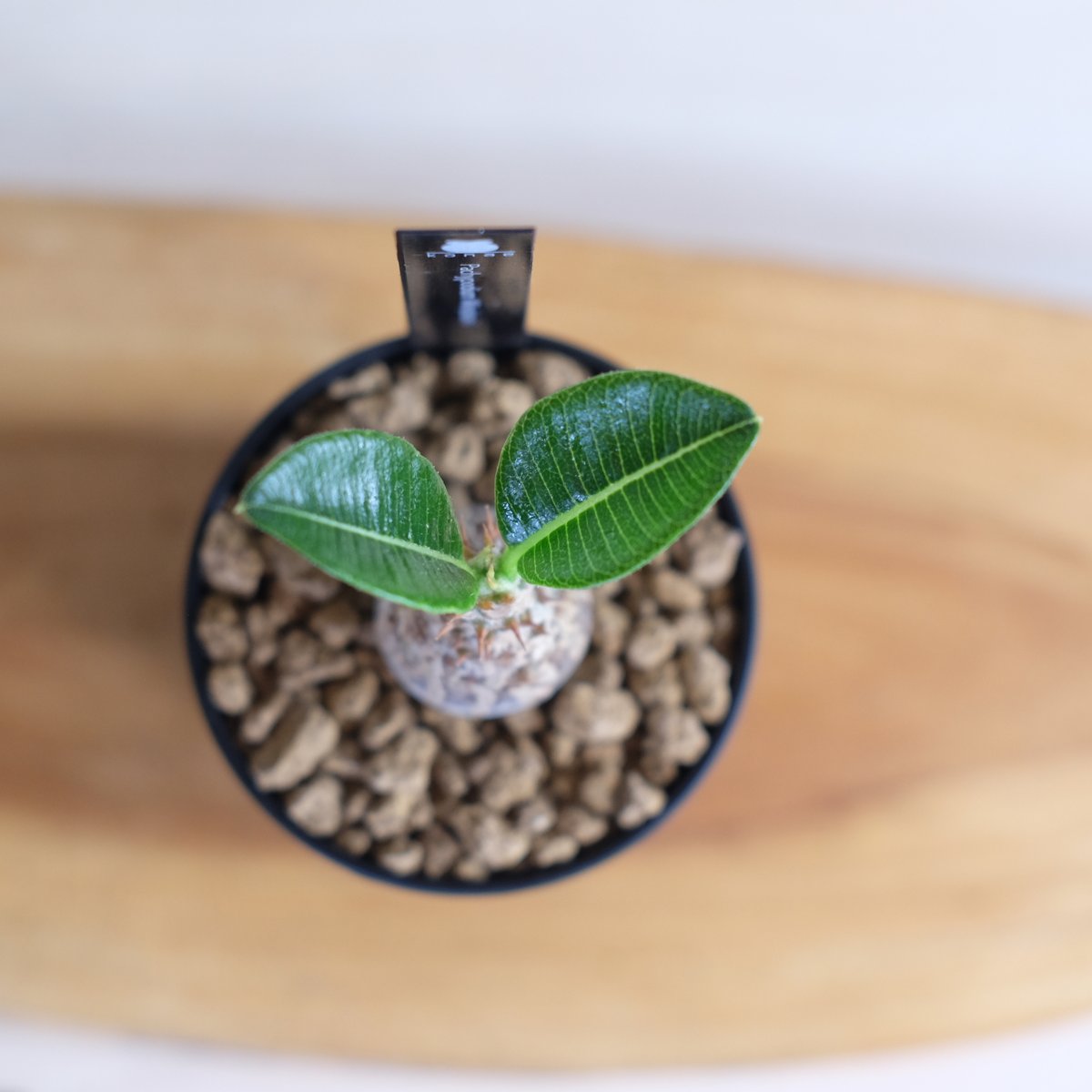 パキポディウム　ウィンゾリー パキポディウム・ウィンゾリー(Pachypodium windsorii