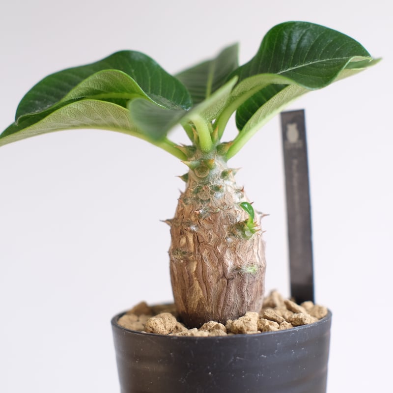 パキポディウム ウィンゾリー / Pachypodium Windsorii / KN1341