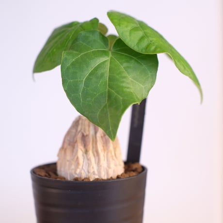 マテレア シクロフィラ / Matelea cyclophylla