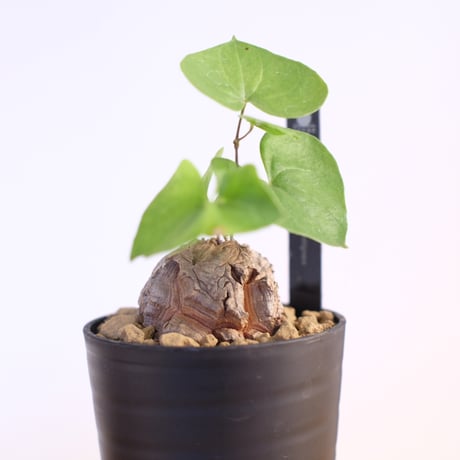 ディオスコレア エレファンティペス / Dioscorea elephantipes