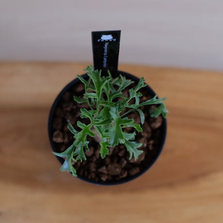 ペラルゴニウム パキポディウム / Pelargonium sp. cf. pachypodium