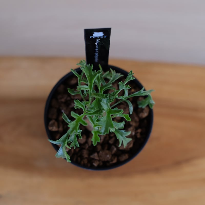 ペラルゴニウム ロバツム検索（塊根植物パキポディウム グラキリス アガベ ） isla del pescado - Pelargonium lobatum-ペラルゴニウム・ロバツム