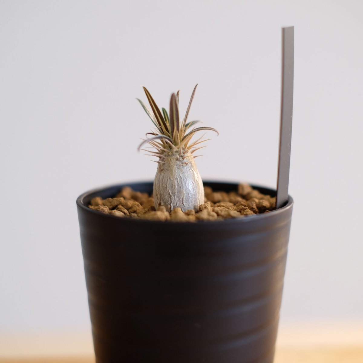 パキポディウム グラキリス / Pachypodium gracilius / KN1014 パキポディウム グラキリス / Pachypodium gracilius / KN1014