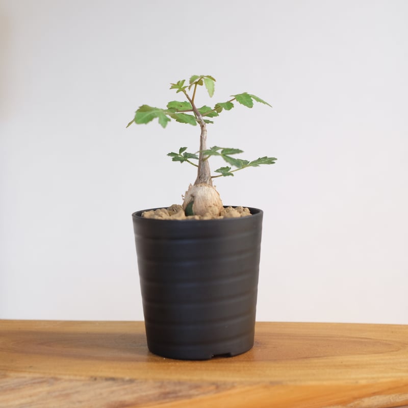 ブルセラ ファガロイデス / Bursera fagaroides / KN1322 | 塊根