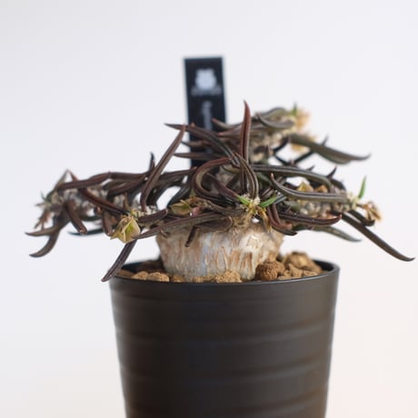 ユーフォルビア キリンドリフォリア トゥビフェラ / Euphorbia cylindrifolia var. tubufera / KN1235