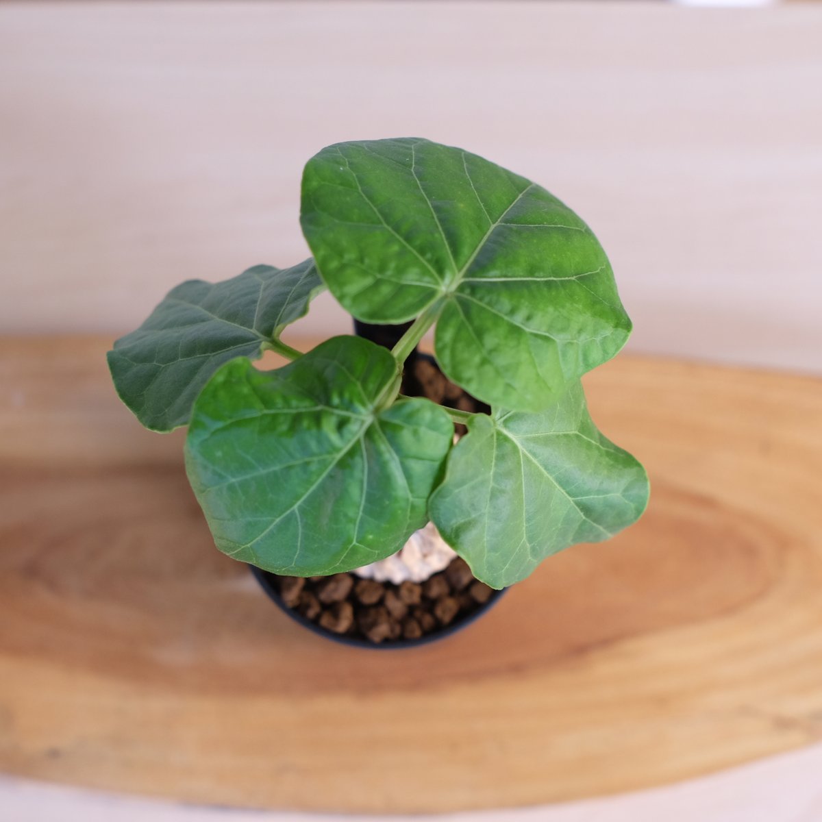 マテ シクロフィラ Matelea cyclophylla　親木 楽天市場】