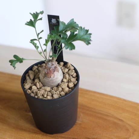 ペラルゴニウム パキポディウム / Pelargonium sp. cf. pachypodium / KN1391