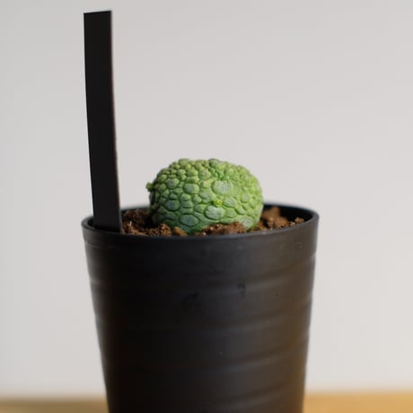 プセウドリトス ミギウルティヌス / Pseudolithos migiurtinus