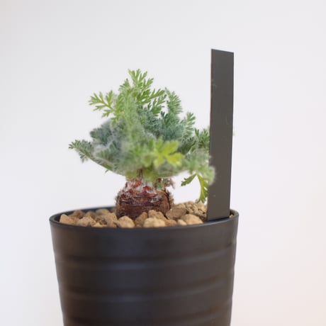 ペラルゴニウム アッペンディクラツム / pelargonium appendiclatum / KN1355