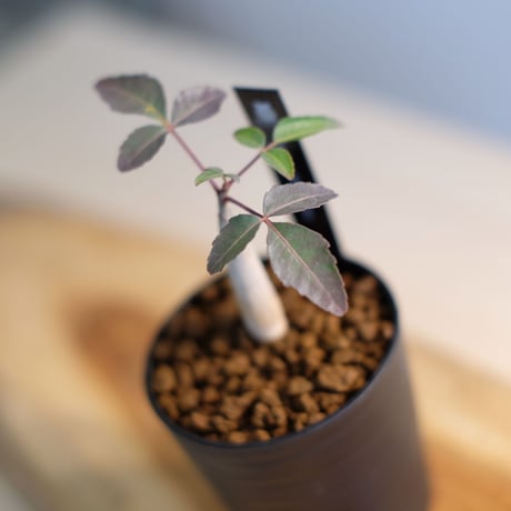 ブルセラ ファガロイデス / Bursera fagaroides / KN1004