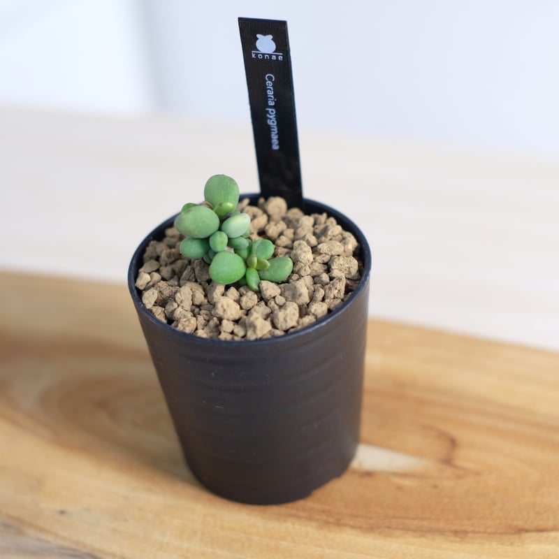 ケラリア ピグマエア / Ceraria pygmaea | 塊根植物 小苗専門店