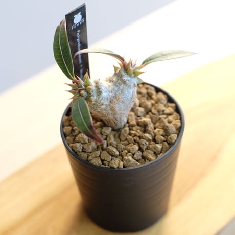 パキポディウム バロニー×ウィンゾリー / Pachypodium baronii×Windsorii