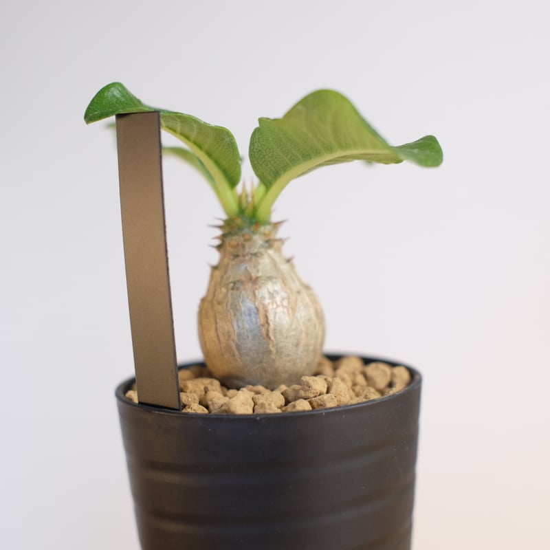 パキポディウム ウィンゾリー / Pachypodium Windsorii | 塊根植物 小