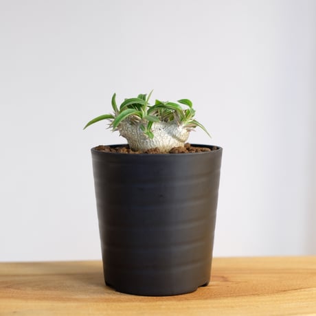 パキポディウム 恵比寿大黒 / Pachypodium Densicaule