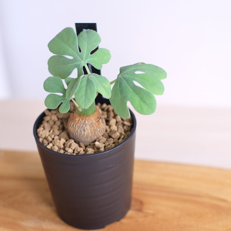 シャカリキ てる　アデニアグラウカ アデニア グラウカ 幻蝶かずら | GREEN LUCK