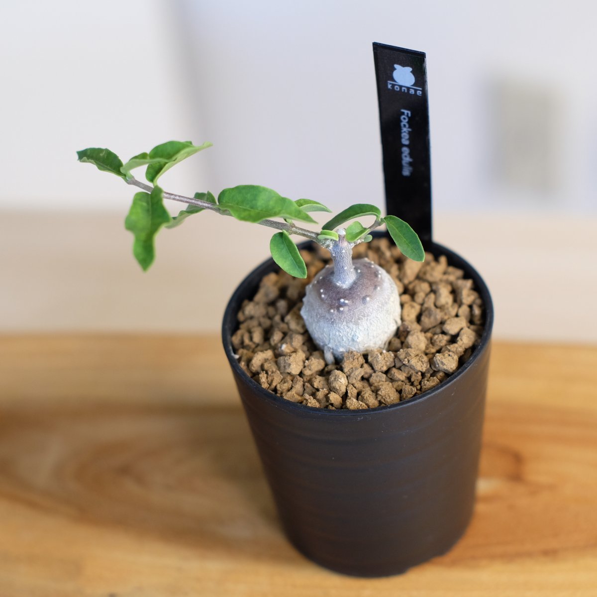 フォッケア・エデュリス 塊根植物 フォッケア エデュリス / Fockea edulis | 塊根植物 小苗専門店 konae