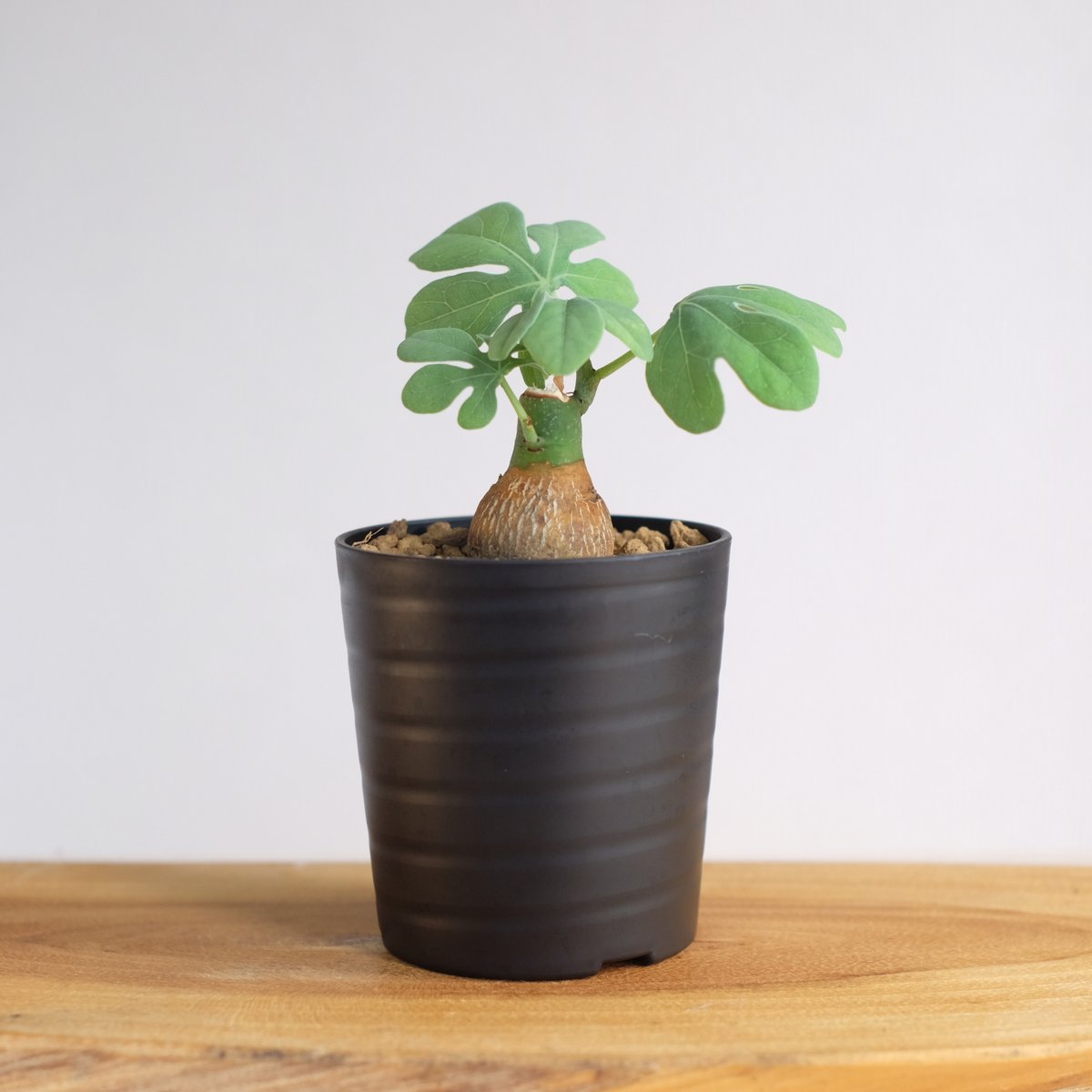 シャカリキ てる　アデニアグラウカ アデニア グラウカ（幻蝶かずら）042 – linkplants -リンクプランツ-