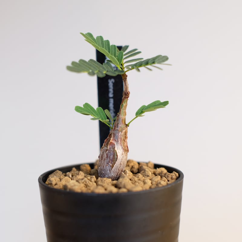 センナ メリディオナリス / Senna meridionalis | 塊根植物 小苗専門店