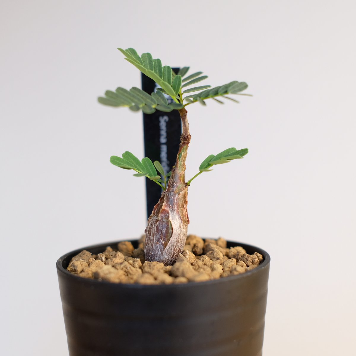 センナ メリディオナリス / Senna meridionalis | 塊根植物 小苗専門店