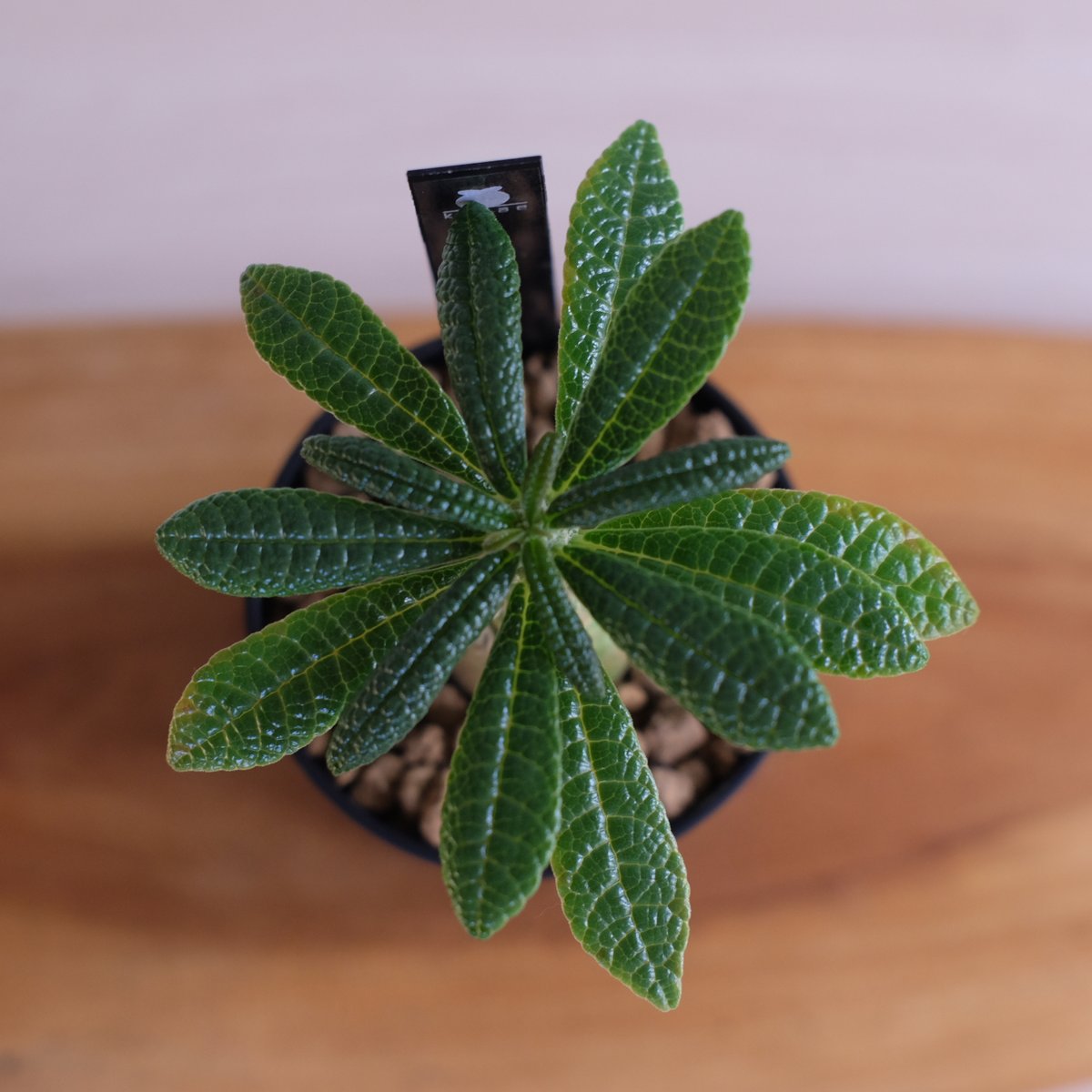 ドルステニア ギガス / Dorstenia gigas / KN1329 | 塊根植物