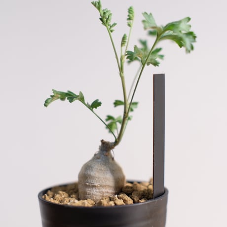 ペラルゴニウム パキポディウム / Pelargonium sp. cf. pachypodium