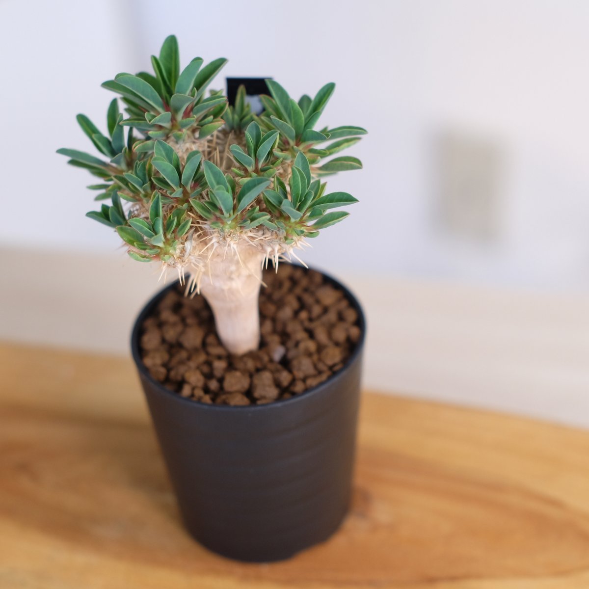 塊根植物 ユーフォルビア　ギラウミニアナ ユーフォルビア ギラウミニアナ / Euphorbia guillauminiana
