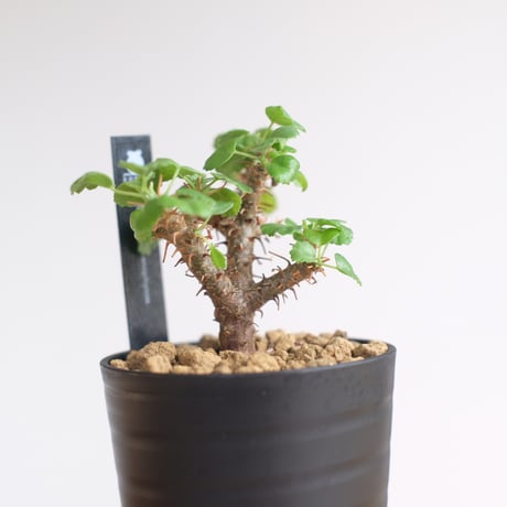 ペラルゴニウム ゼロフィトン / Pelargonium xerophyton / KN1346