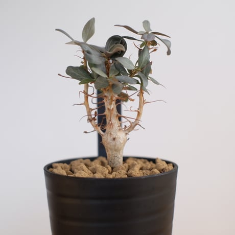 フォークイエリア コルムナリス / Fouquieria columnaris