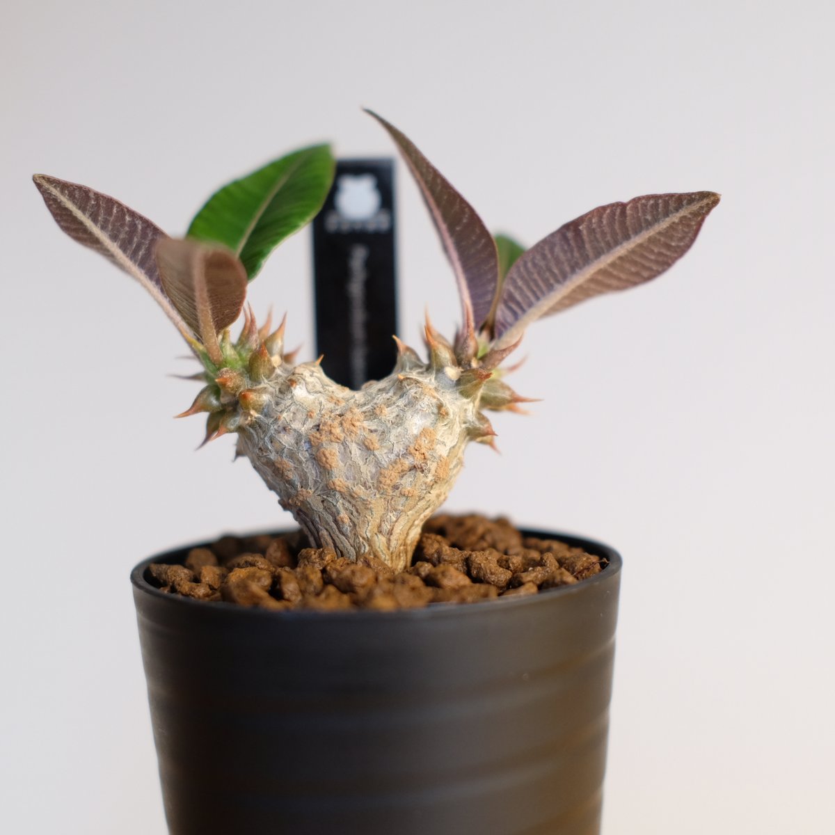 パキポディウム・ウィンゾリー、ウィンゾリーxバロニーhb セット⑧