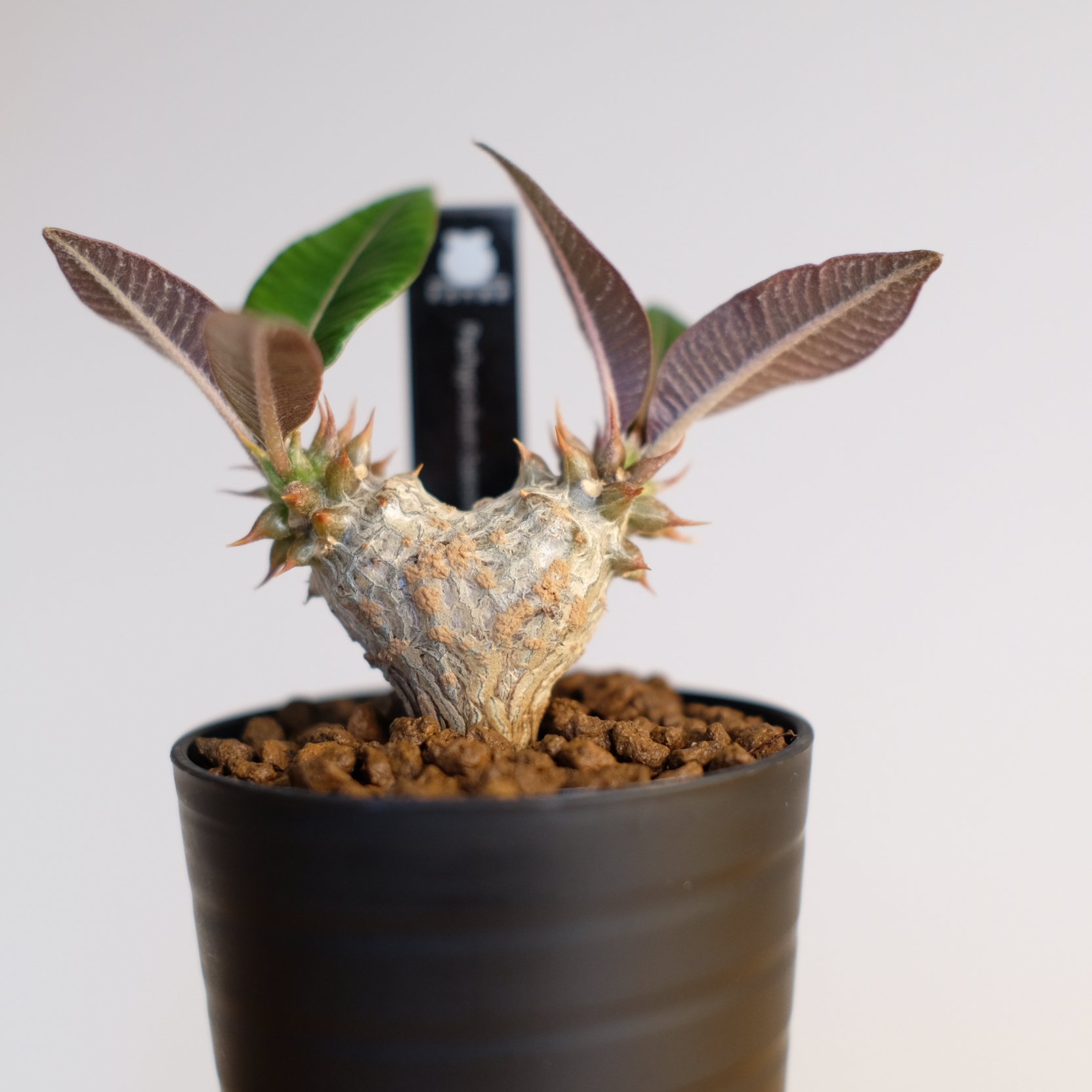 パキポディウム バロニー×ウィンゾリー / Pachypodium baronii×Winds