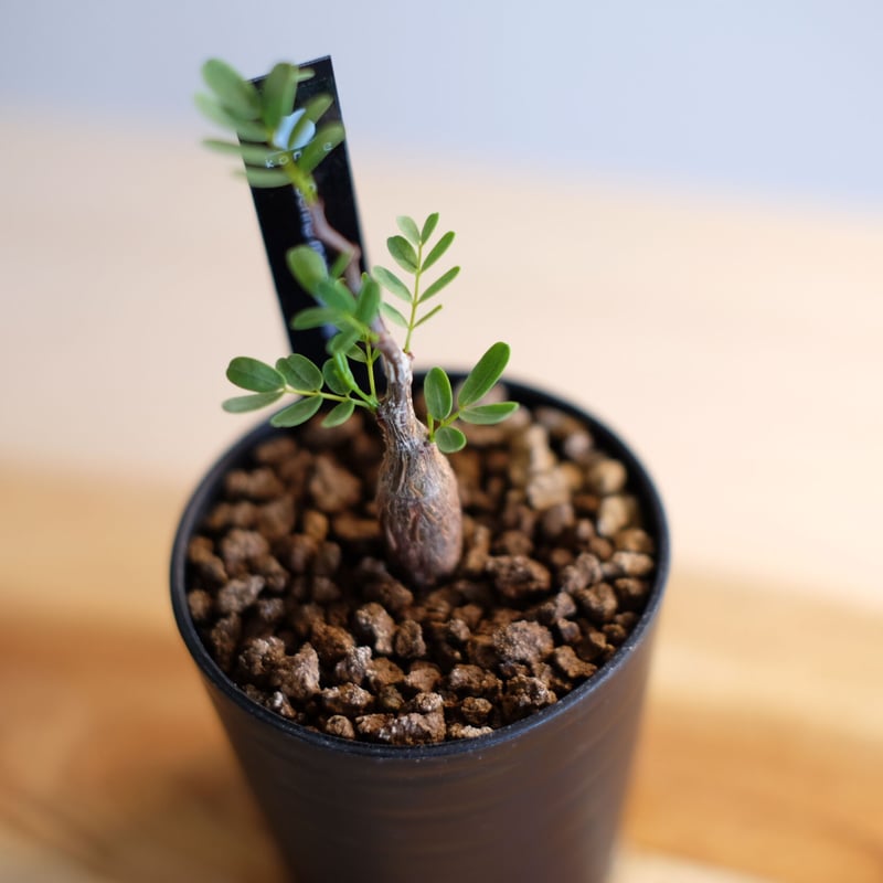 センナ メリディオナリス 89 センナ メリディオナリス 実生苗 コーデックス 塊根 現品限り