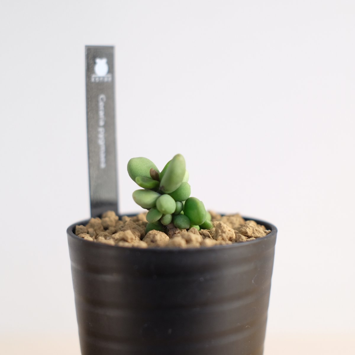 ケラリア ピグマエア / Ceraria pygmaea | 塊根植物 小苗専門店 ケラリア ピグマエア / Ceraria pygmaea | 塊根植物 小苗専門店