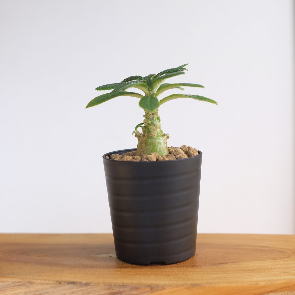 ケ*ン様 ドルステニア ギガス 鉢ごと ドルステニア ギガス / Dorstenia gigas / KN1329 | 塊根植物