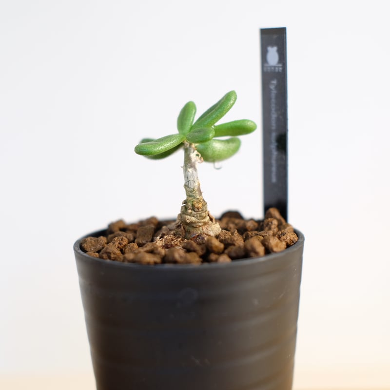 チレコドン スルフレウス / Tylecodon sulphureus | 塊根植物 小苗専門