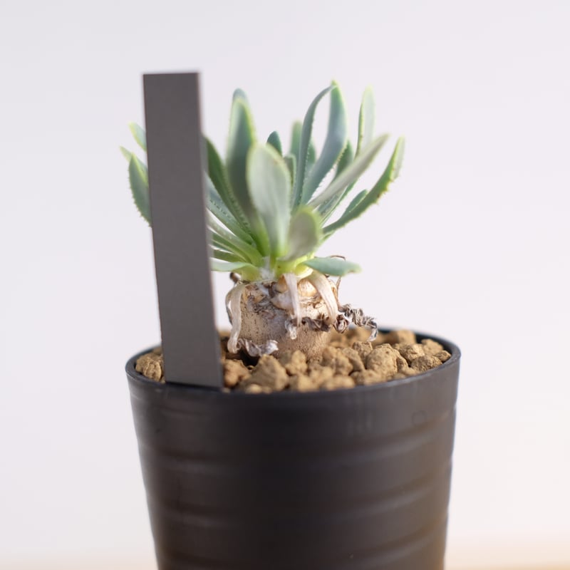 オトンナ レトロルサ / Othonna retrorsa | 塊根植物 小苗専門店 konae