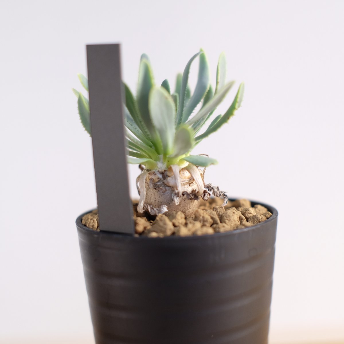 オトンナ レトロルサ / Othonna retrorsa | 塊根植物 小苗専門店 オトンナ レトロルサ / Othonna retrorsa | 塊根植物 小苗専門店