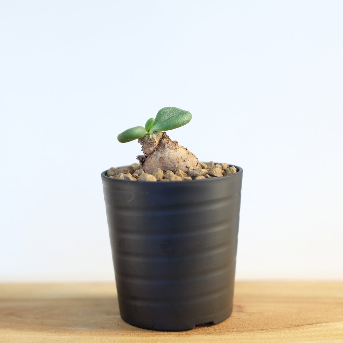 チレコドン スルフレウス / Tylecodon sulphureus | 塊根植物 小苗専門