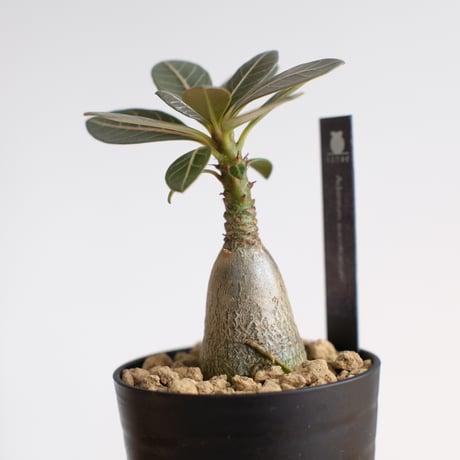 アデニウム ソコトラナム（純血）/ Adenium socotranum / KN1525