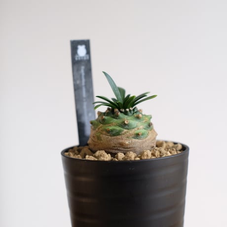 ユーフォルビア オベサ×鉄甲丸　Euphorbia obesa×bupleurifolia / KN1436