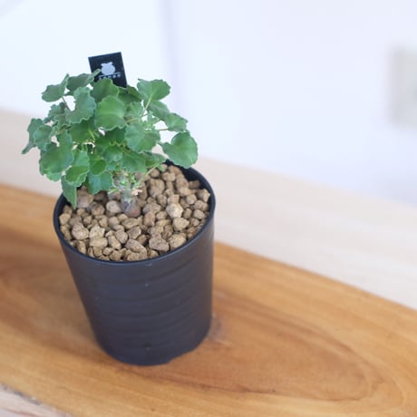 ペラルゴニウム ゼロフィトン / Pelargonium xerophyton / KN1393