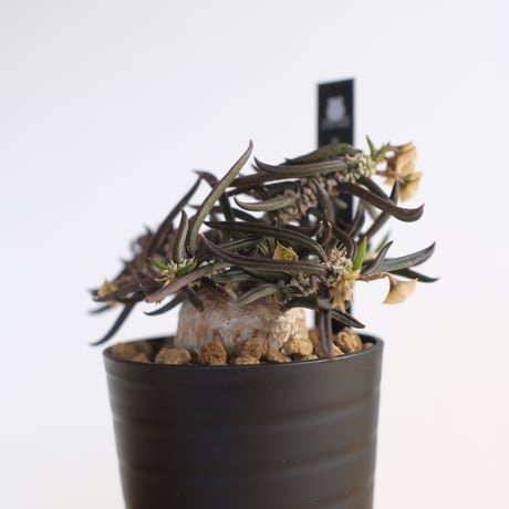 ユーフォルビア キリンドリフォリア トゥビフェラ / Euphorbia cylindrifolia var. tubufera / KN1235